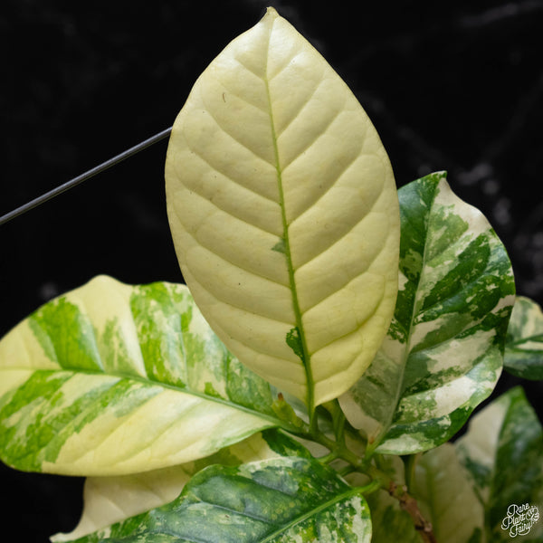 Coffea arabica variegated coffee tree (A52)