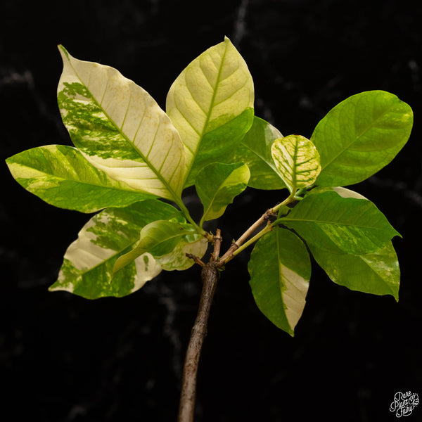 Coffea arabica variegated coffee tree (A49)