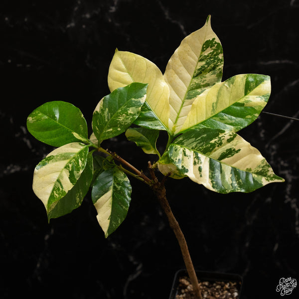 Coffea arabica variegated coffee tree (A49)