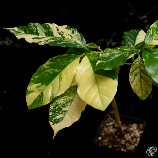 Coffea arabica variegated coffee tree (A49)