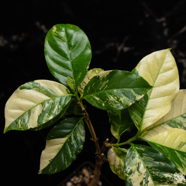 Coffea arabica variegated coffee tree (A49)