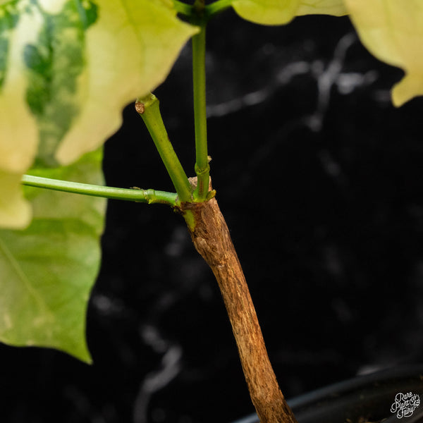 Coffea canephora  'Robusta' albo variegated  (wk2-A)