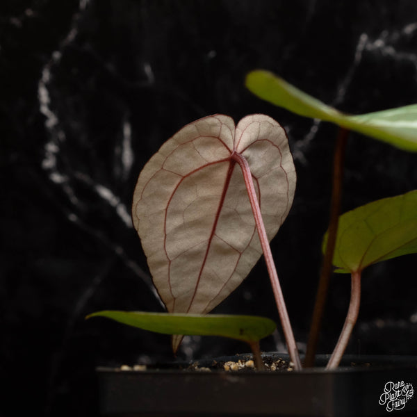 Anthurium 'Michelle' by DocBlock ®  *Growers choice* *with tag signed by DocBlock*