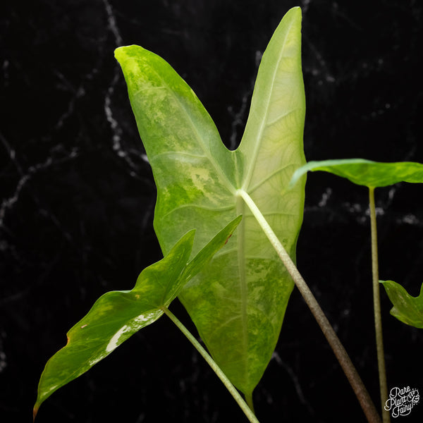 Alocasia longiloba variegated (A37) *corming size*