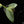 Load image into Gallery viewer, Philodendron &#39;Silver Sword&#39; variegated (A47)
