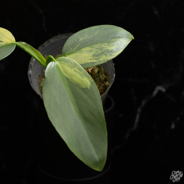 Philodendron 'Silver Sword' variegated (A47)