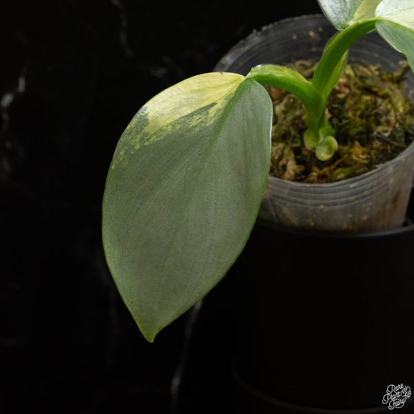 Philodendron 'Silver Sword' variegated (A47)