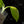 Load image into Gallery viewer, Philodendron &#39;Silver Sword&#39; variegated (A47)
