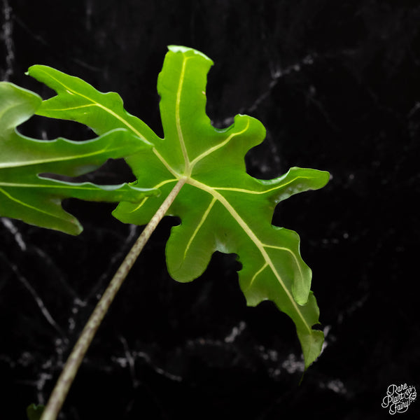 Alocasia portei *Grower's choice*