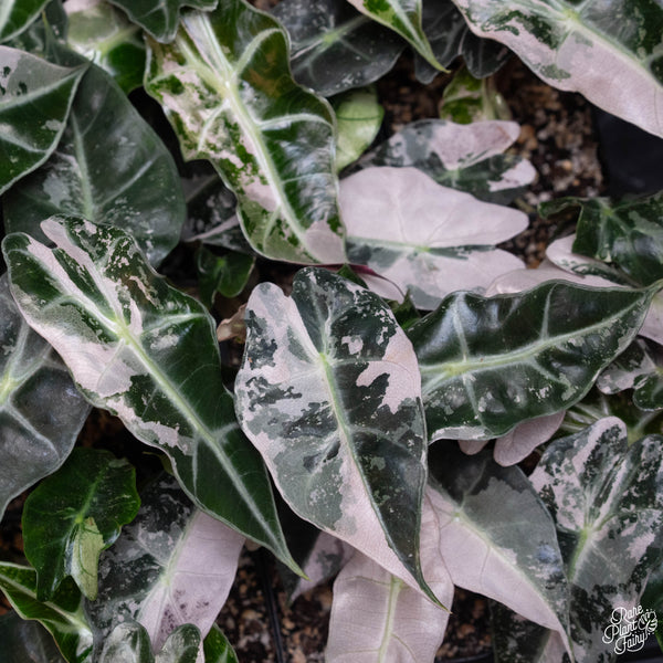 Alocasia 'Polly' pink variegated *Grower's choice*