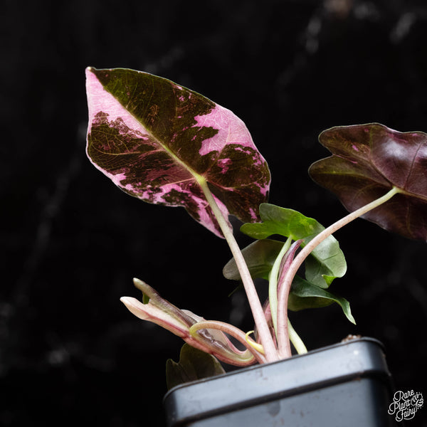 Alocasia 'Polly' pink variegated *Grower's choice*