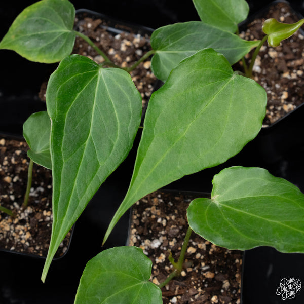 Anthurium 'Delta Force' *Grower's choice*