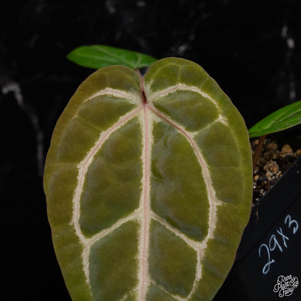 Anthurium Zara '29' x Zara '3' by DocBlock® *Grower's choice*