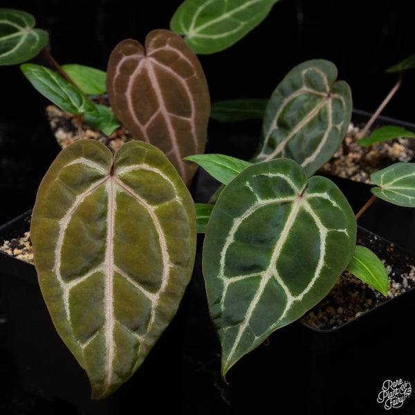 Anthurium Zara '29' x Zara '3' by DocBlock® *Grower's choice*