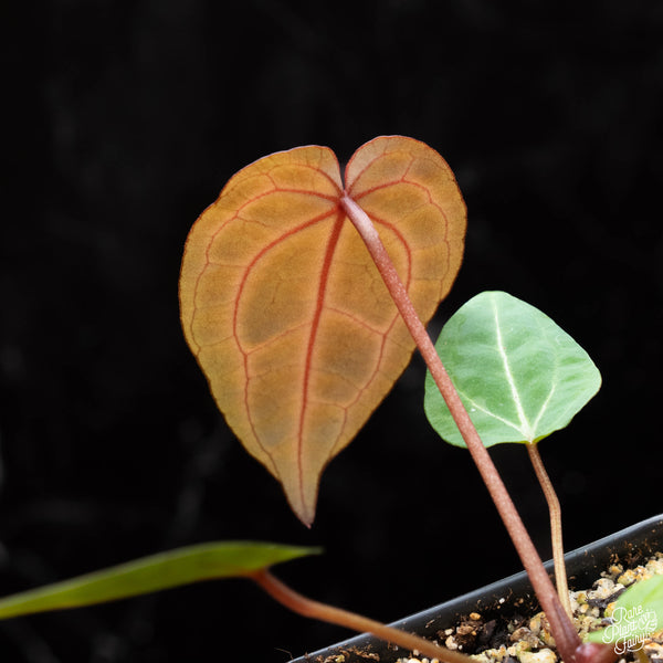 Anthurium Zara '29' x Zara '3' by DocBlock® *Grower's choice*