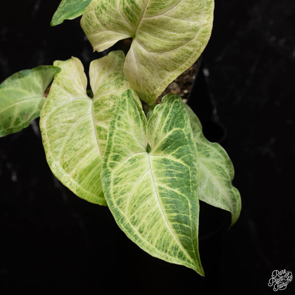 Syngonium 'Batik' albo variegated (A38)