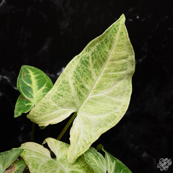 Syngonium 'Batik' albo variegated (A38)