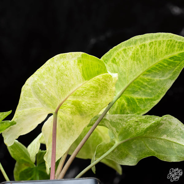 Syngonium 'Batik' albo variegated (A38)