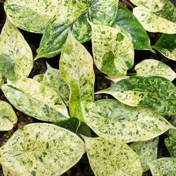 Alocasia 'Dragon Scale' mint variegated *Grower's choice*