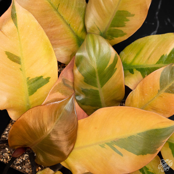 Philodendron 'Black Cardinal' variegated *Growers choice*