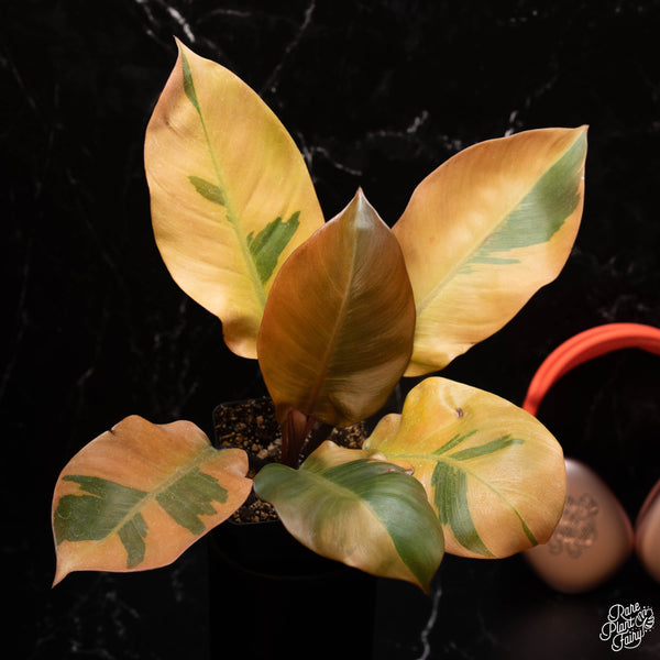 Philodendron 'Black Cardinal' variegated *Growers choice*