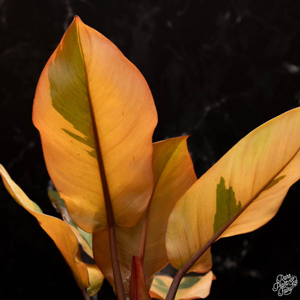 Philodendron 'Black Cardinal' variegated *Growers choice*