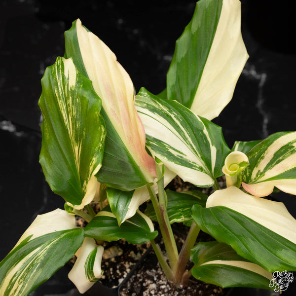 Kaempferia galanga variegated aromatic ginger *Grower's choice*