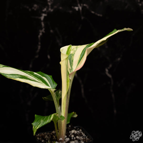 Kaempferia galanga variegated aromatic ginger *Grower's choice*