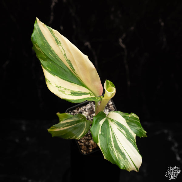 Kaempferia galanga variegated aromatic ginger *Grower's choice*