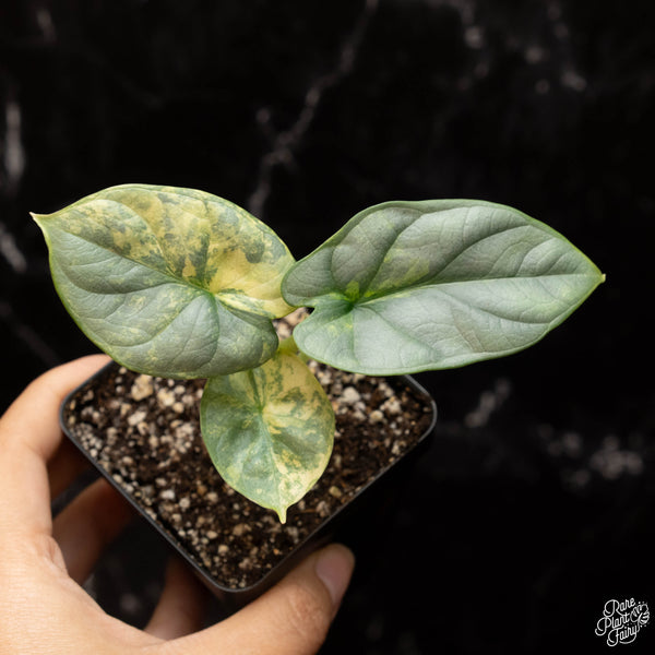 Alocasia 'Silver Dragon' variegated *Grower's Choice*