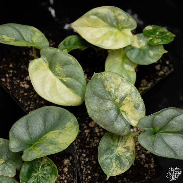 Alocasia 'Silver Dragon' variegated *Grower's Choice*