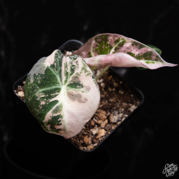 Alocasia 'Black Velvet' pink variegated (A38)