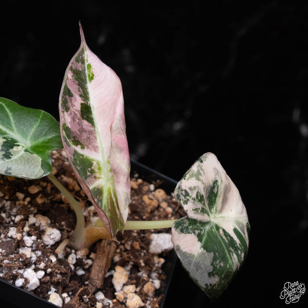 Alocasia 'Black Velvet' pink variegated (A38)