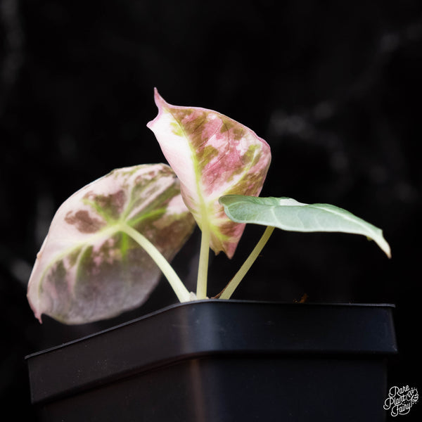 Alocasia 'Black Velvet' pink variegated (A38)