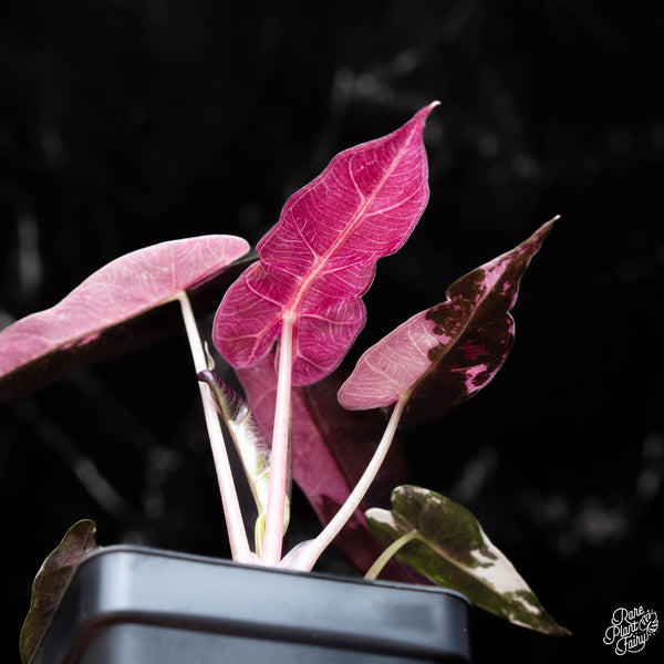 Alocasia 'Bambino' pink variegated (A38)