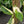 Load image into Gallery viewer, Monstera laniata albo variegated (A44)
