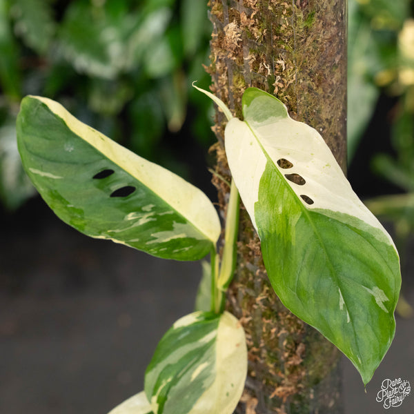 Monstera laniata albo variegated (A44)