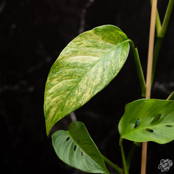 Monstera laniata mint/albo variegated *Grower's choice*