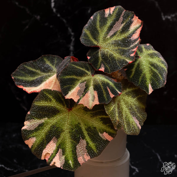 Begonia Soli-mutata variegated (Sun-changing Begonia) *Growers choice*