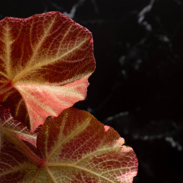 Begonia Soli-mutata variegated (Sun-changing Begonia) *Growers choice*