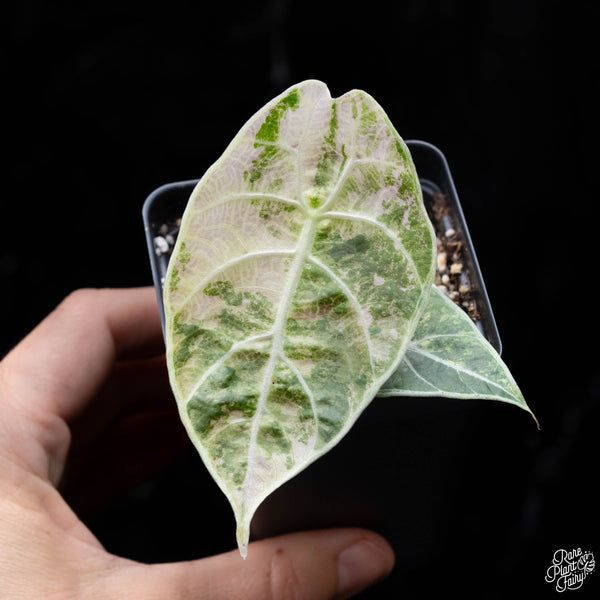 Alocasia watsoniana variegated (A38)