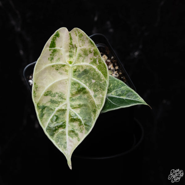 Alocasia watsoniana variegated (A38)