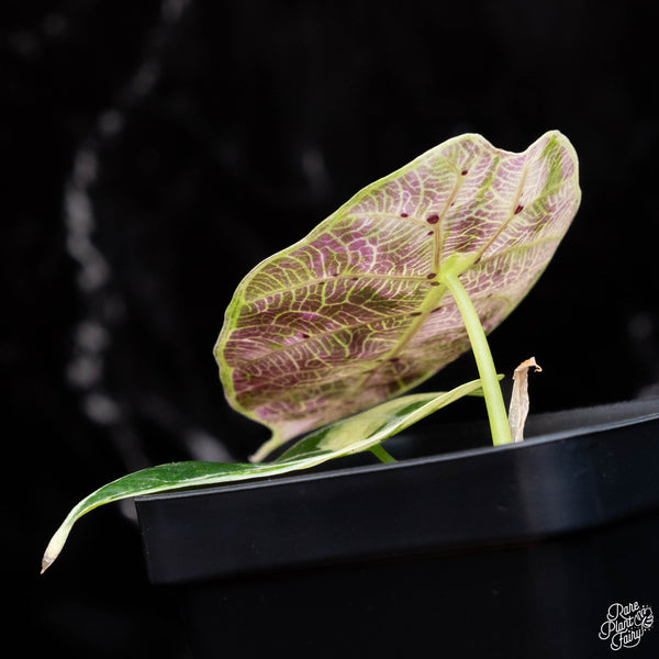 Alocasia watsoniana variegated (A38)