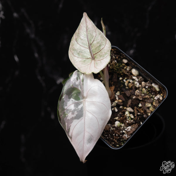 Alocasia azlanii pink variegated (A38)