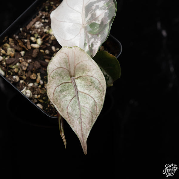 Alocasia azlanii pink variegated (A38)