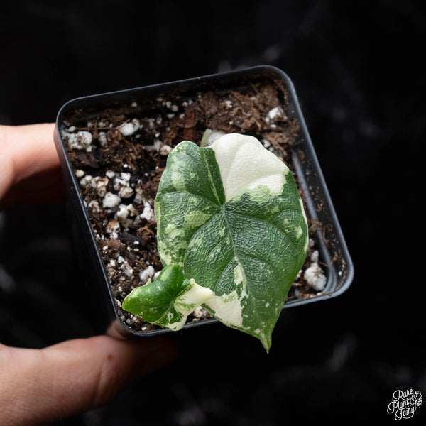 Alocasia melo albo variegated (A38)