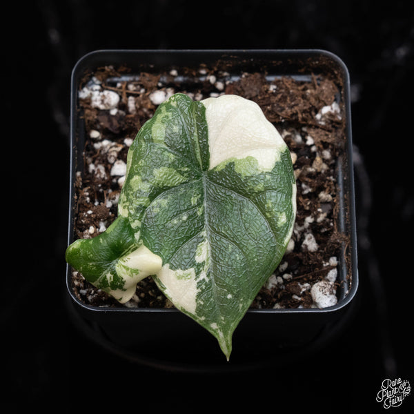 Alocasia melo albo variegated (A38)