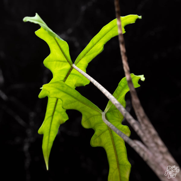 Alocasia sulawesi sp. 'Sabrina' (aka narrow Jaclyn) *Grower's choice*