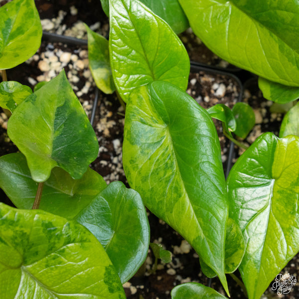 Alocasia scalprum aurea variegated *Grower's choice*