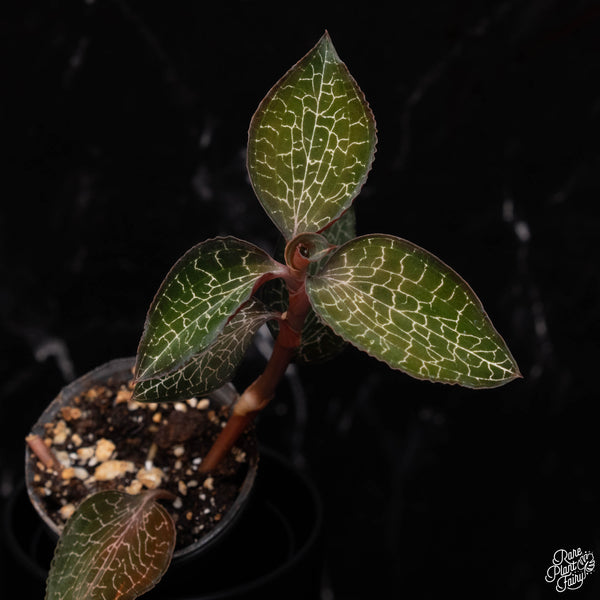 Anoectochilus formosanus jewel orchid *Grower's choice*